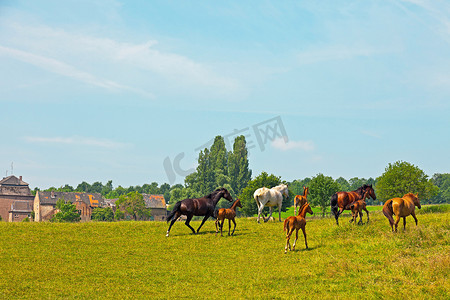 蓝色天空摄影照片_草甸与运行马和大老农场和树木蓝色 s