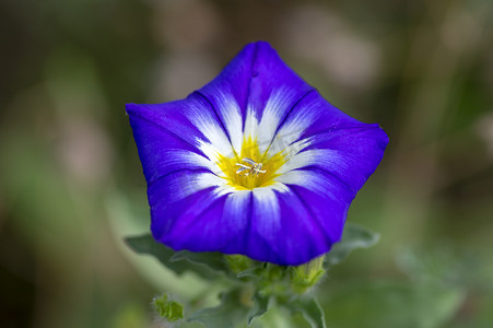 空心菜三色神奇开花植物, 紫色花开花, 绿叶和背景