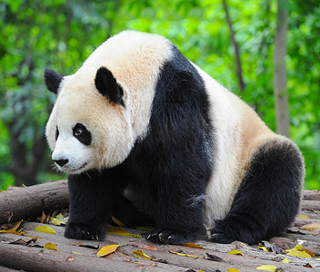 可爱的大熊猫熊 