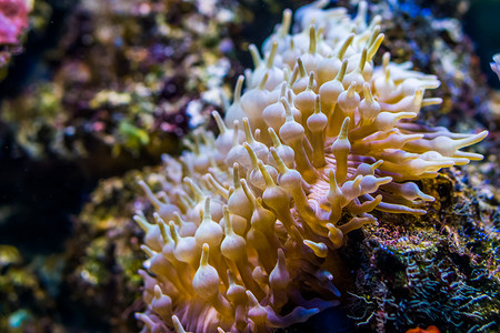 印度洋摄影照片_一种球状触角海葵的特写，原产于印度洋-太平洋，海洋生物背景的无脊椎动物物种