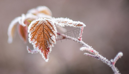 冬天的到来摄影照片_冰上覆盖的树叶告诉冬天的到来.