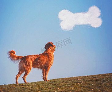 一只狗跑上山与网球在公园享受户外在一个美丽的夏日与骨处理云在天空色调与复古复古 instagram 过滤器 