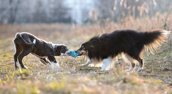 两只狗在户外用球类玩具玩拔河游戏