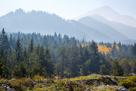 神秘的雾松树林与黄点和山的全景镜头