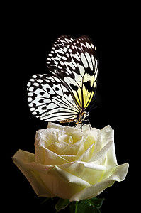 艳丽的热带蝴蝶,柔嫩的白玫瑰,在水滴中,与黑色隔离.米纸蝴蝶。巨大的树仙女白色仙女蝴蝶.
