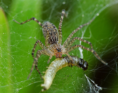 苍蝇种类摄影照片_蜘蛛的食物取决于它的种类.网络蜘蛛喜欢以苍蝇、蛾、蚊子等昆虫为食。猎杀蜘蛛是一种更为贪婪的蜘蛛种类.他们伪装自己攻击猎物 