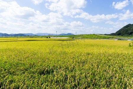 稻田 