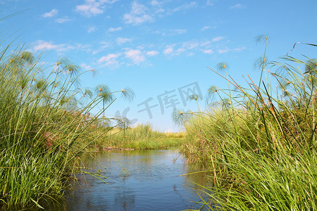 奥卡万戈三角洲（Okavango delta），主要生长于水的植物，主要是柏树（Cyperus papyrus） 。来自非洲博茨瓦纳莫科罗的一艘船上，由一名当地导游驾驶，用一根长长的木制桅杆划桨.
