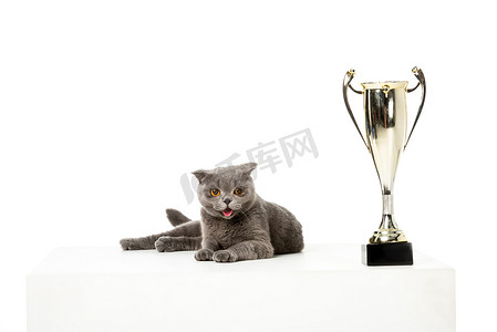 可爱奖摄影照片_可爱的灰色英国短毛猫猫奠定附近的金色奖杯杯孤立的白色背景 