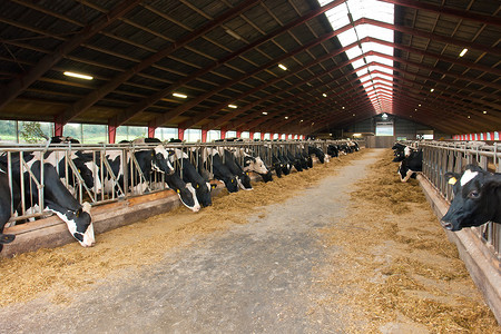 奶牛底纹摄影照片_现代农场牛舍与奶牛