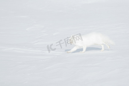 极地狐栖息地, 冬季景观, 斯瓦尔巴特, 挪威。美丽的动物在雪地里。运行白狐。野生动物行动场面从自然, 狐狸狐, 在自然栖所。寒冷的冬天与狐狸. 