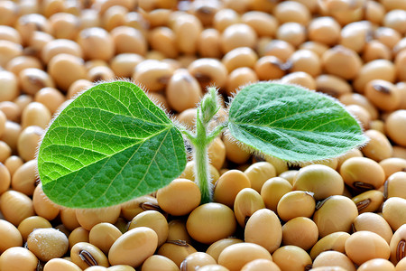 大豆抗原摄影照片_大豆种子发芽的年轻大豆植株