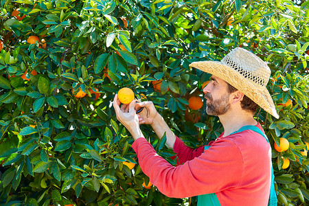 农夫收获橘子在一棵桔子树