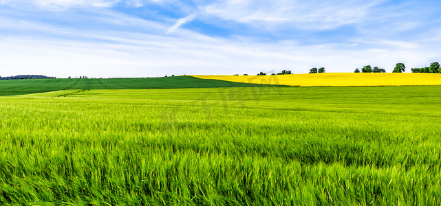 风景摄影照片_绿色农场, 农田全景, 农田上的小麦作物, 春天的风景