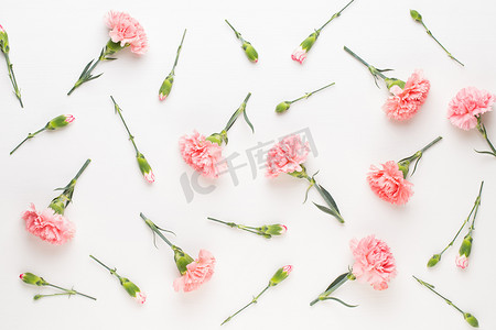 粉色康乃馨花，白色背景。情人节贺卡,平铺,顶视图,复制空间.