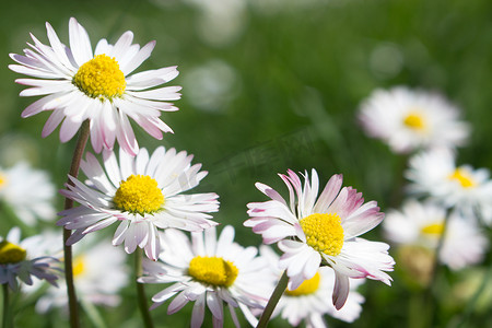 Daisy persistent and widespread growth, heralding the arrival of spring to our gardens, has resulted in children using its flowers to make necklaces and adults desperately trying to rid `weed`.