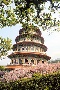 美丽的樱花园，位于台湾台北市