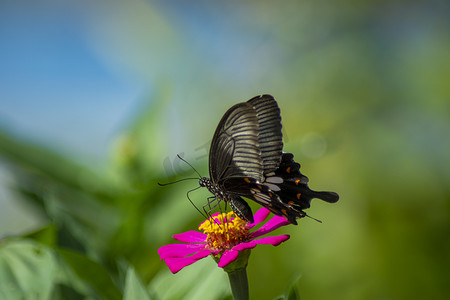 菊花在夏春的田野里，在蓝天的背景上，放着艳阳高照的蝴蝶，鸟瞰着大自然的全景。夏季自然景观，有复制空间.