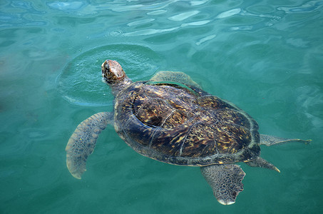 海龟在海水中游泳。橄榄绿色海龟特写。热带珊瑚礁野生动物。龟海底。热带海滨生态系统。蓝水大海龟。水生动物水下照片。海水中的绿海龟游泳.