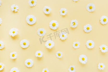 黄色背景上的白色菊花图案。 平铺，顶视图最小花卉构图.