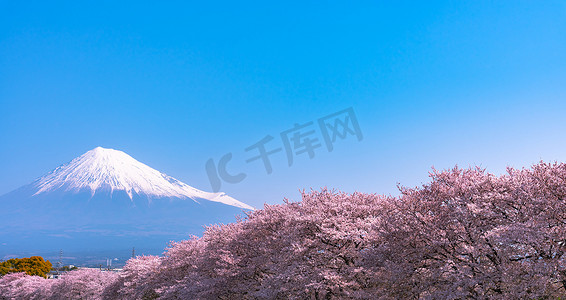 富士山摄影照片_富士山 (富士山) 与盛开美丽的粉红色樱花 (樱花) 在春天的阳光明媚的日子与蓝天自然背景