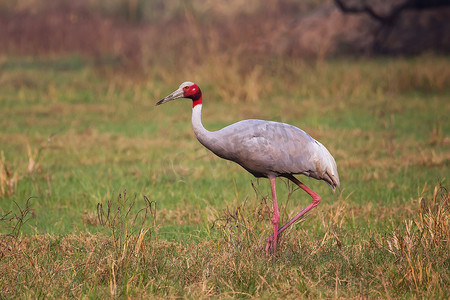 赤颈鹤 （鹤安提戈涅） 其中加纳国家公园，下部钻具组合