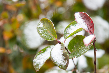 初雪覆盖秋叶色特写，选择性聚焦