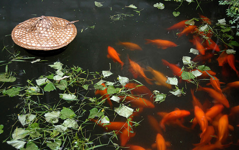 小鱼塘摄影照片_江西武元县小丽城传统鲤鱼塘。小丽城是一个以唐代建筑著称的古镇.带有橙色鲤鱼和绿叶的池塘.
