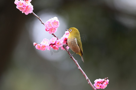竹节线稿摄影照片_日本绿绣眼 （两竹节) 与日本的樱花背景