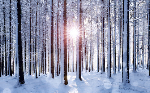 太阳升起在树干间的森林里. 树林里的雪景. 冬季.