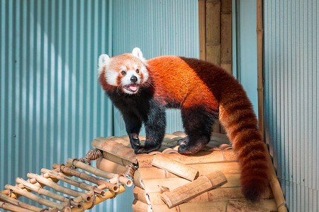 夏天的一天，红熊猫在动物园的圈子里爬来爬去