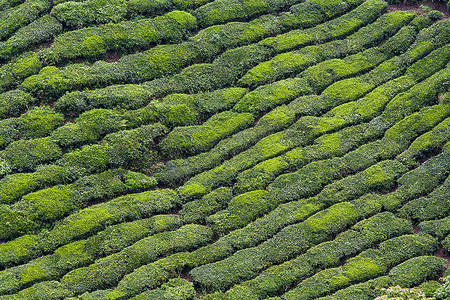 Boh Tea Plantation view from high place, landscape at Cameron Highlands