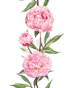 酸性边框摄影照片_牡丹粉红色的花。无缝花边条纹。水彩
