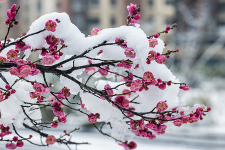 雪地下的红色李花