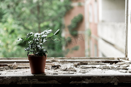 小植物与绿叶在窗台上的锅