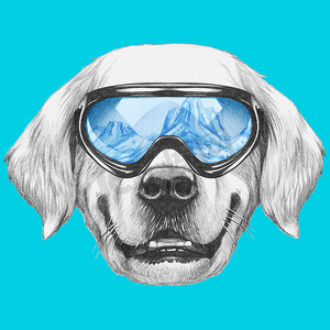 金毛猎犬与滑雪护目镜的肖像