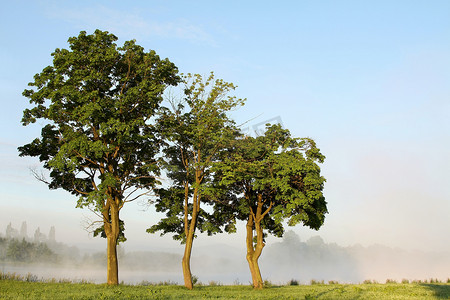 槭树摄影照片_黎明春天槭树