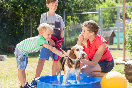 家庭洗涤狗在动物收容所水池