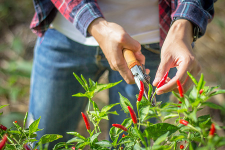 收割摄影照片_年轻的农民正在花园里收割辣椒, 农业企业和创新理念.