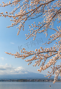 樱花的樱花开花和富士山在河口湖，日本在春天的季节里