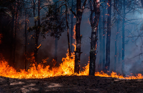 烟雾摄影照片_森林大火森林大火和大量烟雾烧毁树木