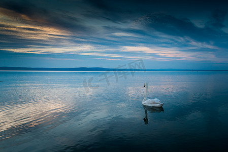 美丽的天鹅在巴拉顿湖