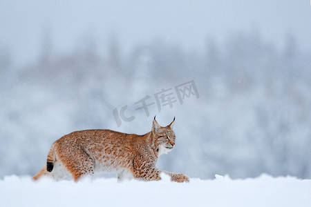 Lynx，冬季野生动物。在栖息地里可爱的大猫,寒冷的环境.波兰，雪地森林，有美丽的动物野生山猫。欧亚山猫在森林里奔跑，野猫在雪地里. 