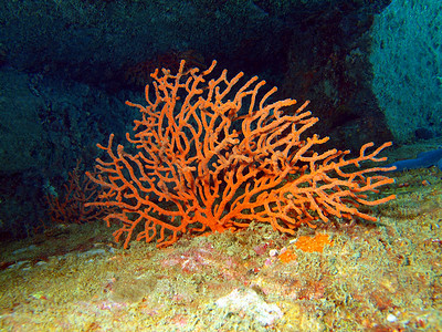 gorgone 珊瑚