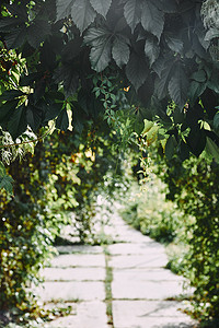 绿野摄影照片_绿野藤叶在花园上方的模糊路径