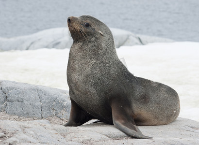 雄性摄影照片_坐在石头上在海岸上的雄性海狗.