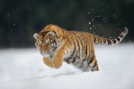 老虎跳上雪