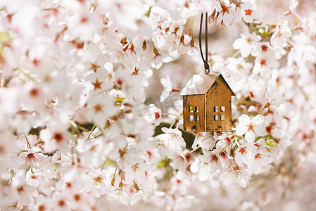 小房子房子摄影照片_小的房子与樱花