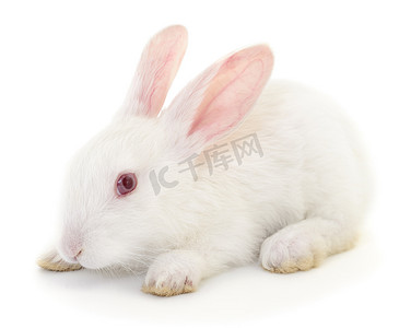 白色兔子摄影照片_白色的小兔子.
