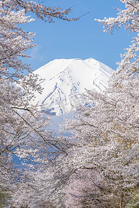 樱花树和山富士在春季 ・ 忍野八